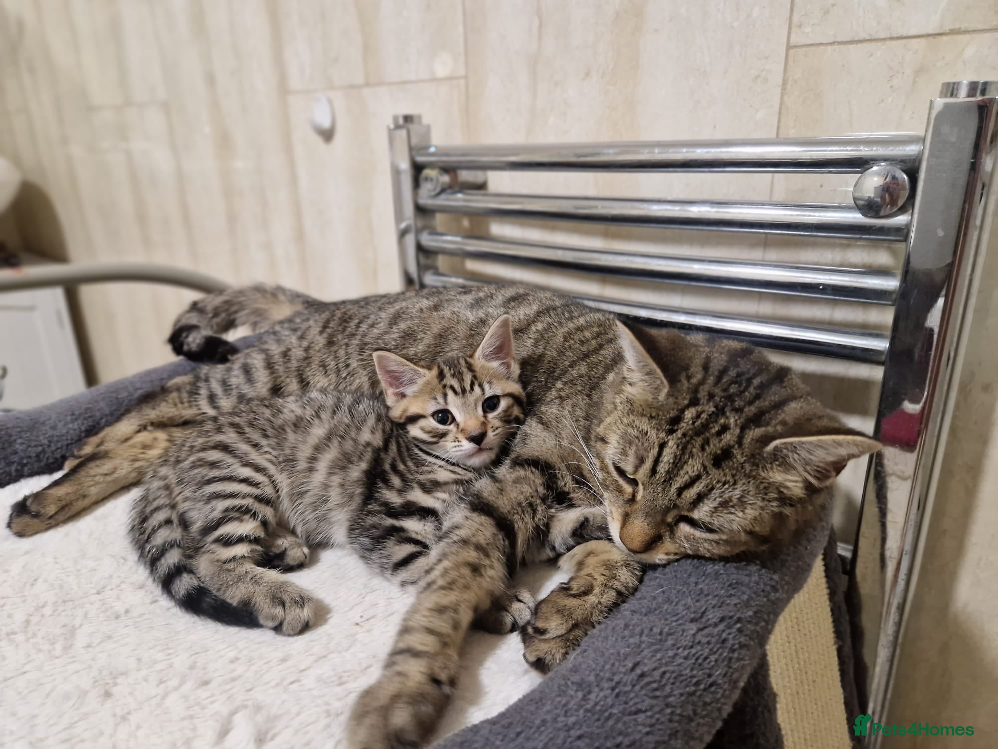 Mixed Breed cats Adorable kittens in London(SE18) 😻♥️😻 - Advert 1