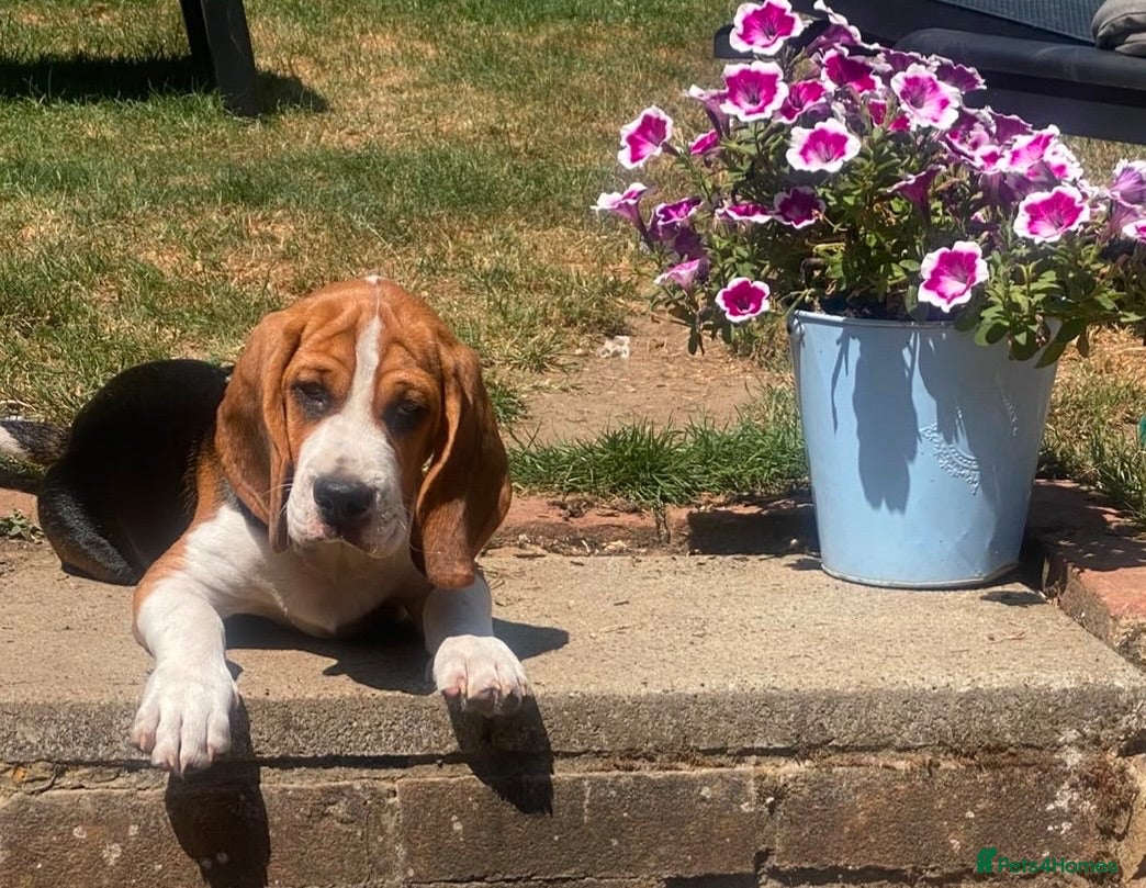 Beagle dogs Beautiful Beagles(fully vaccinated) - Advert 1