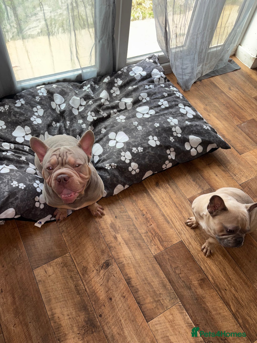French Bulldog dogs for sale: Male and female frenchie  - Advert 3