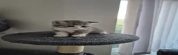 British Shorthair cats for sale: British Shorthairs in Keighley - Advert 4