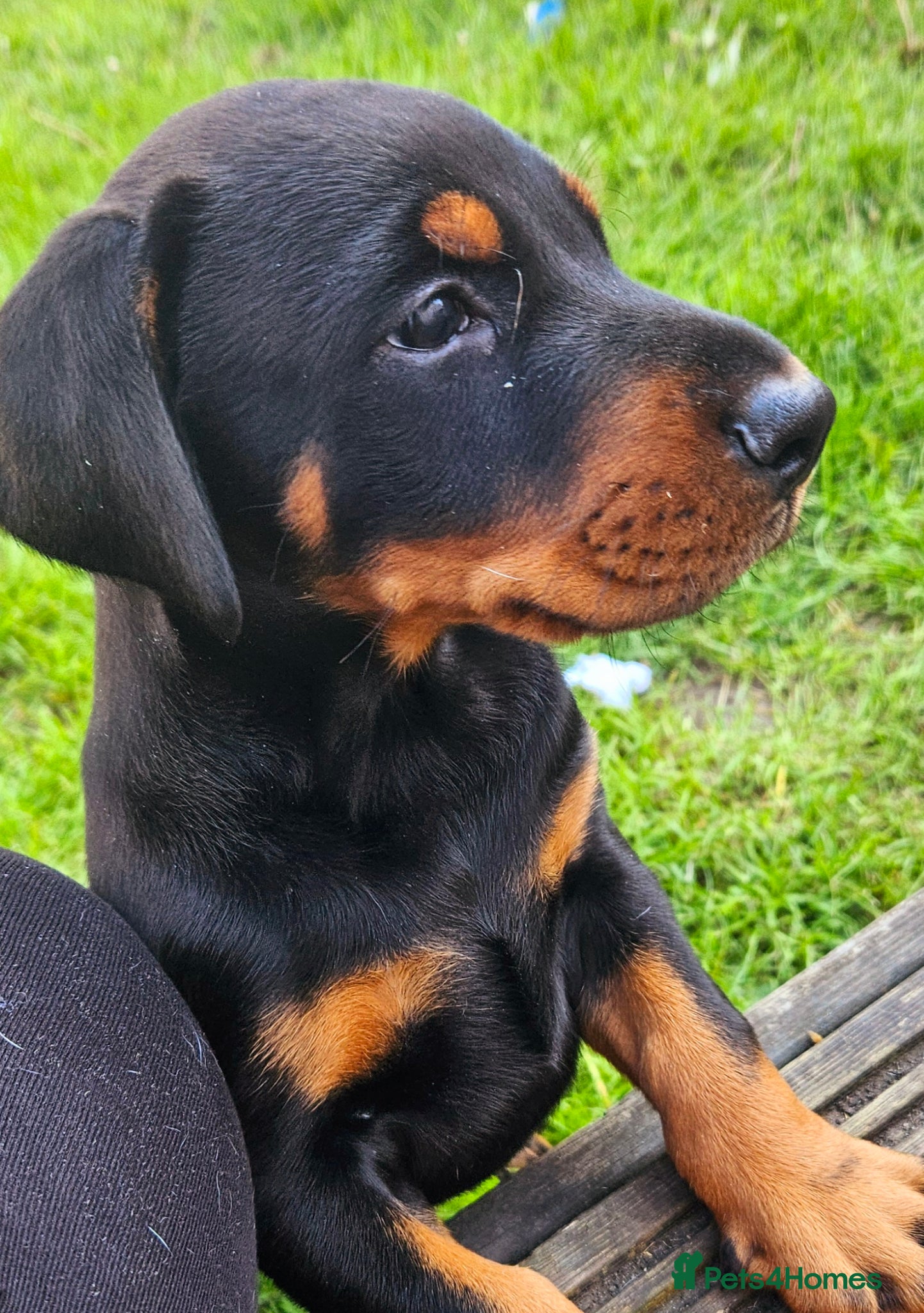 Dobermann dogs Stunning Male Puppy Available,  Champion lines - Advert 1