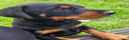 Dobermann dogs for sale: Stunning Male Puppy Available,  Champion lines - Advert 1