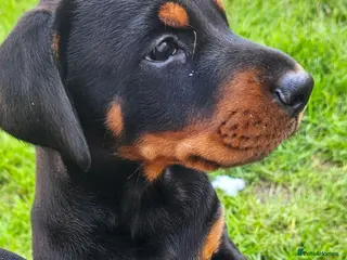 Dobermann dogs Stunning Male Puppy Available, Champion lines - Advert 1