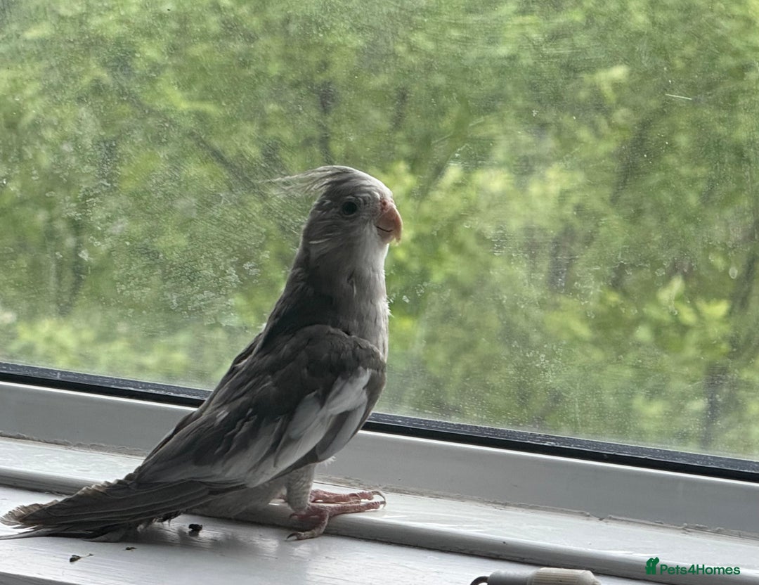 Cockatiels birds for sale: Baby cockatiel birds - Image 16