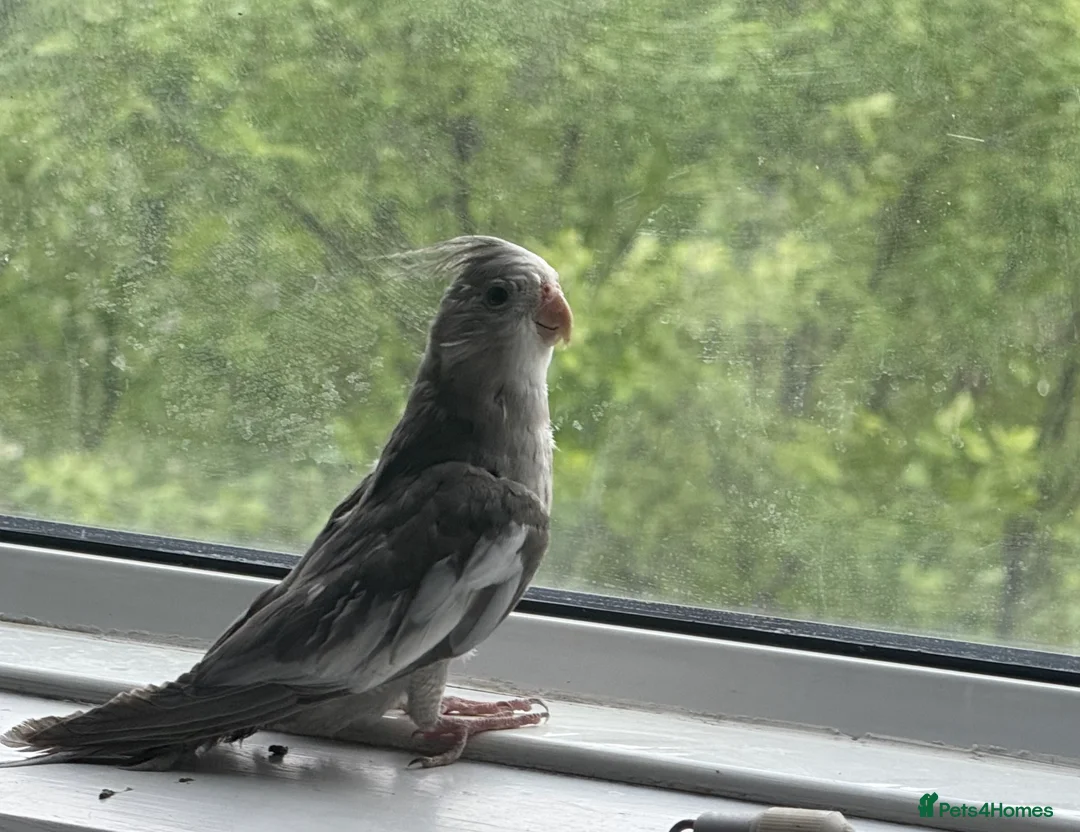 Cockatiels birds for sale: Baby budgies and cockatiel birds - Advert 16