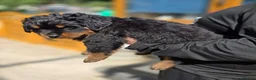 Rottweiler dogs for sale: Long haired Rottweilers  - Advert 5