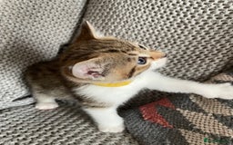 European cats for sale: Beautiful Tabby kittens  - Image 1