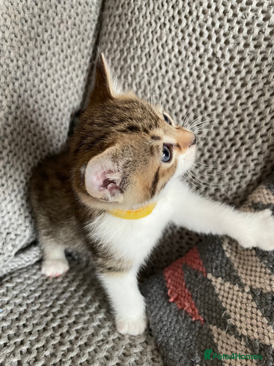 European cats for sale: Beautiful Tabby kittens  - Image 1