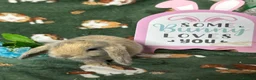Mini Lop rabbits for sale: Beautiful Baby Mini Lops Ready now  - Advert 13
