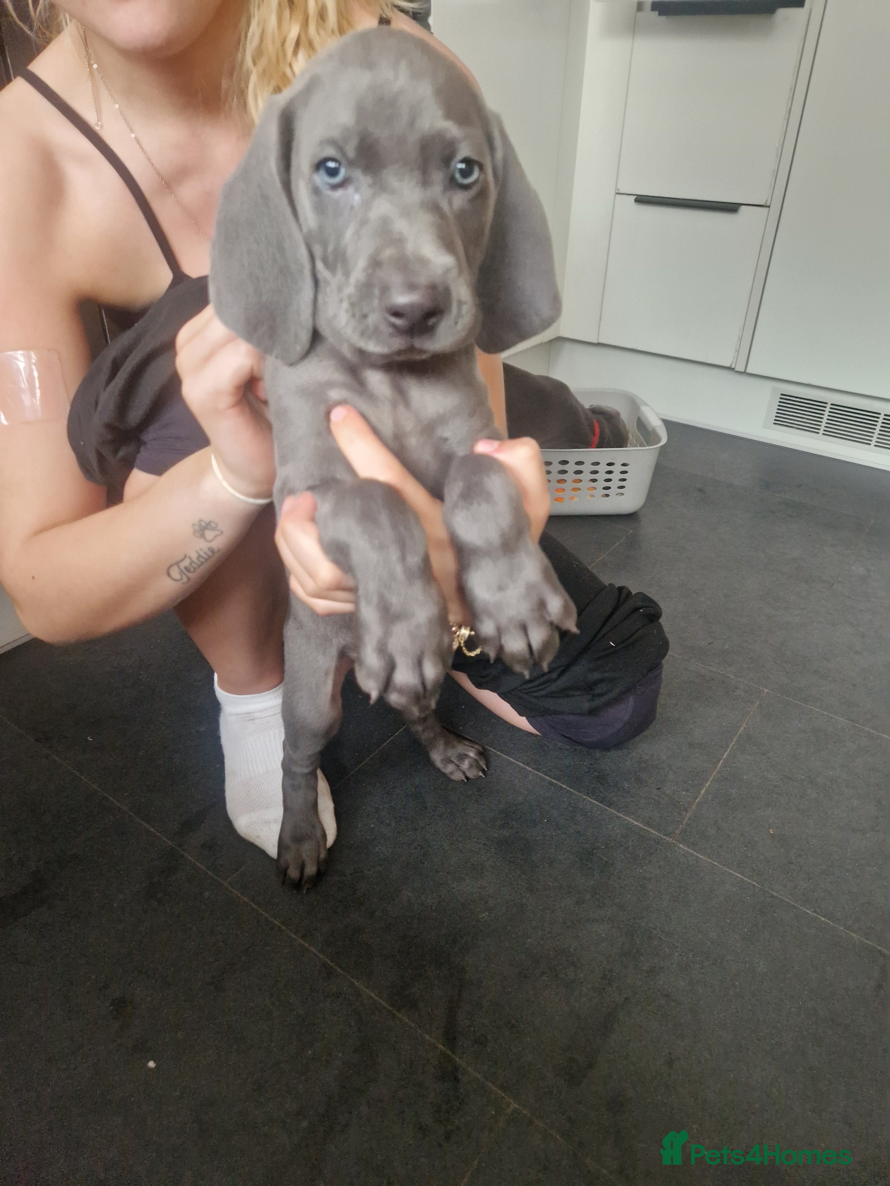 Weimaraner dogs Outstanding blue kc registered weimaraner puppies  - Advert 1