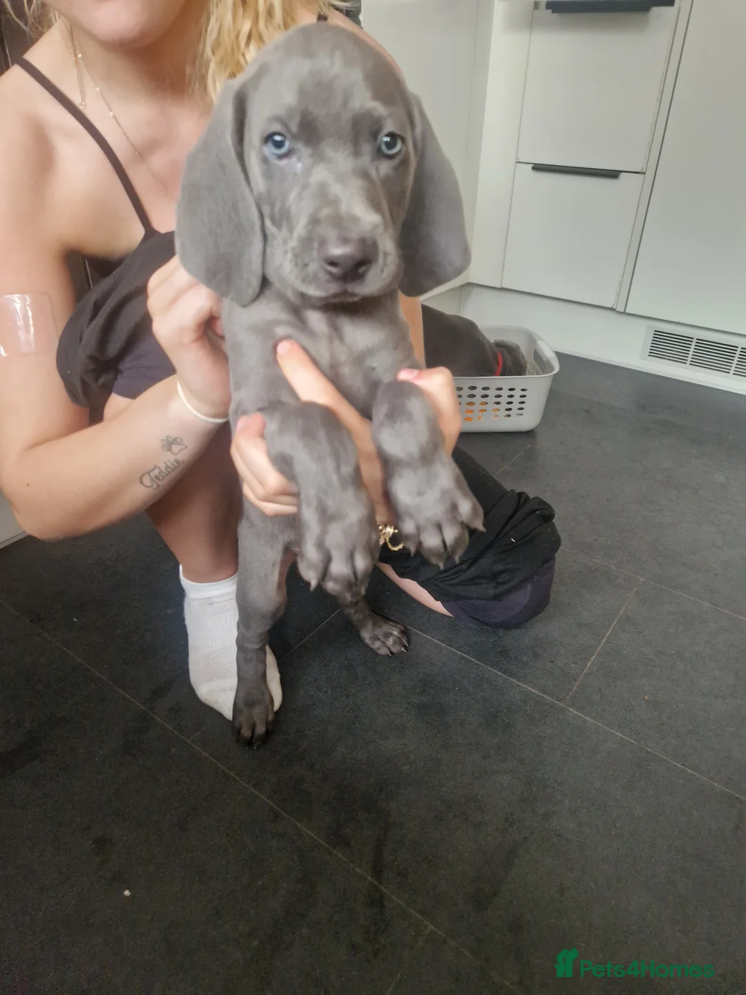 Weimaraner dogs for sale: Outstanding blue kc registered weimaraner puppies  - Advert 1