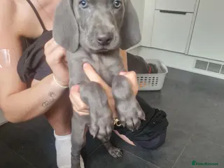 Weimaraner dogs Outstanding blue kc registered weimaraner puppies - Advert 4