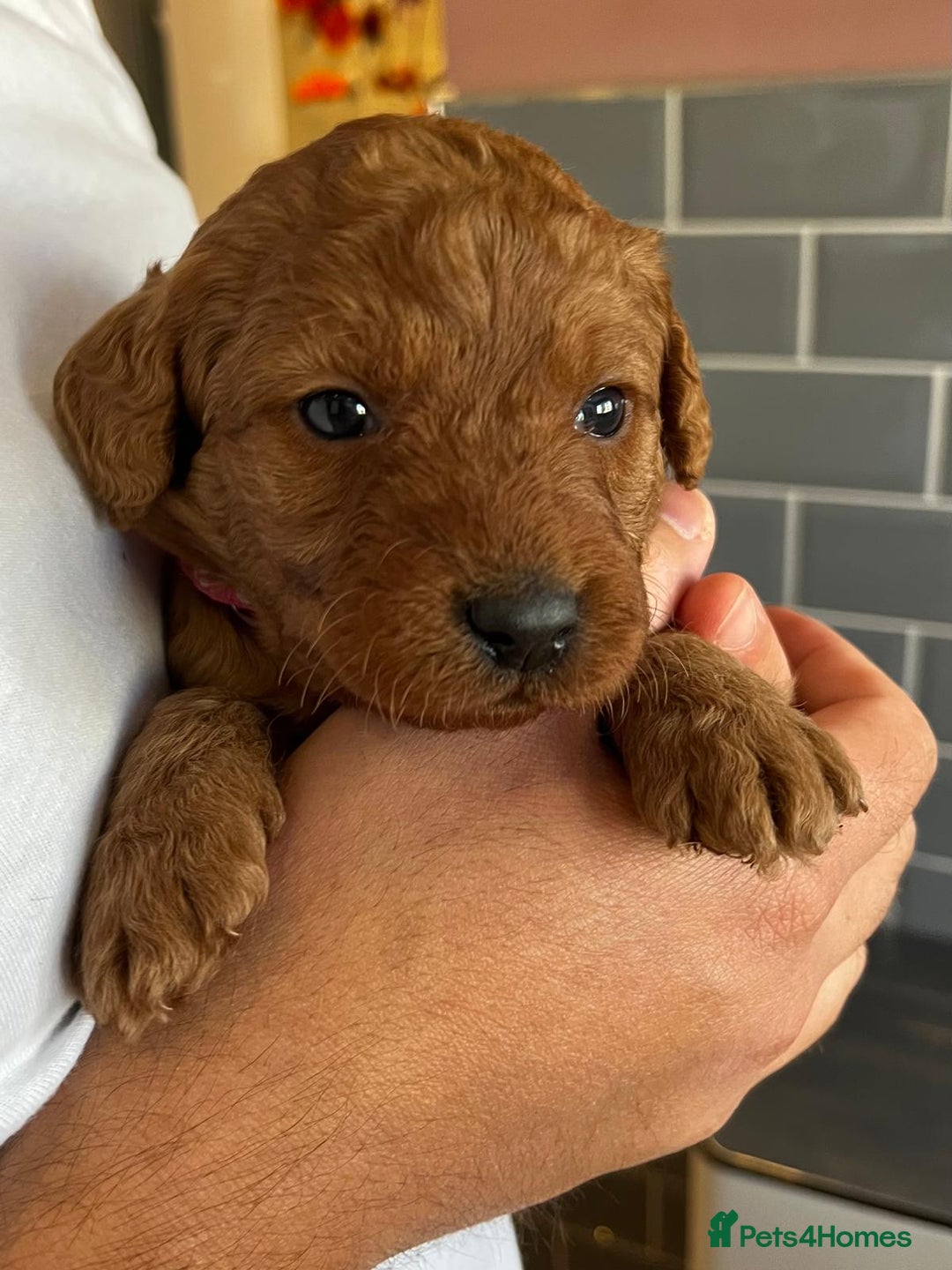 Labradoodle dogs for sale: Miniature Fox Red Labradoodles  - Image 12