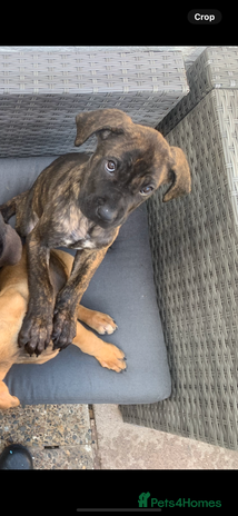 Cane Corso dogs - Advert 13