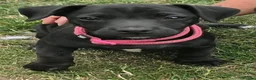 Patterjack dogs for sale: Patterjack terriers patterdale x jack russell  - Advert 1