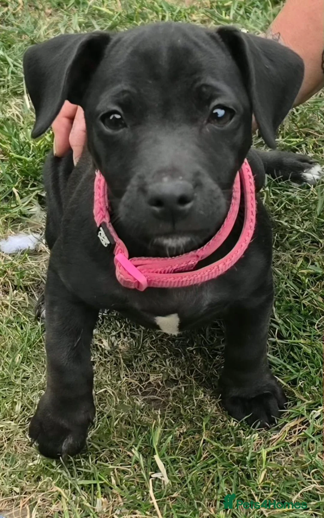 Patterjack dogs for sale: Patterjack terriers patterdale x jack russell  - Advert 1