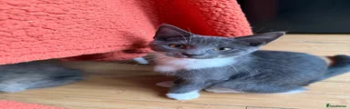 Maine Coon 2