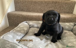 Labrador Retriever dogs for sale: KC Black Labrador Puppies - Image 13