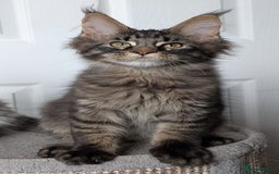 Maine Coon cats for sale: Maine coon kittens, Tica registered  - Image 33