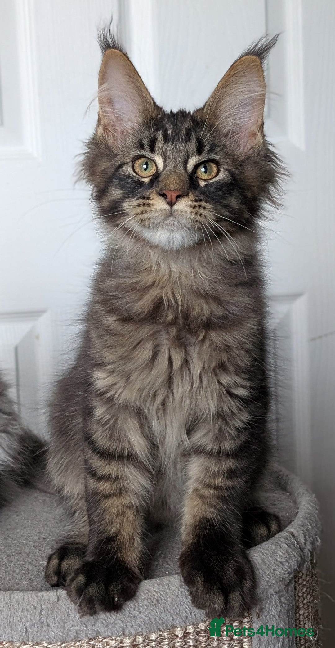 Maine Coon cats for sale: Maine coon kittens, Tica registered  - Image 33