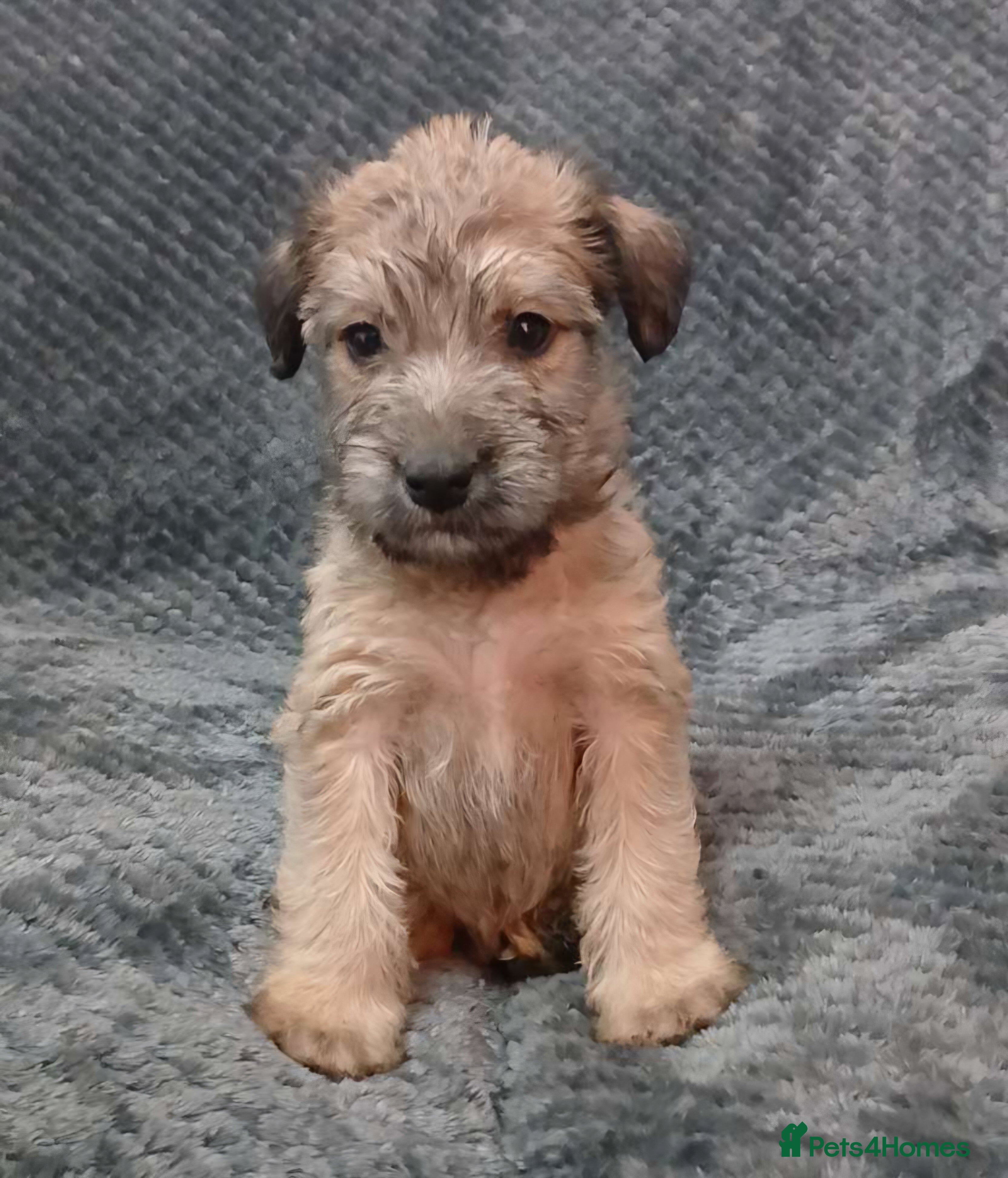 Soft Coated Wheaten Terrier dogs ""REDUCED LAST 2 **Wheaten Terrier Puppies  - Advert 1