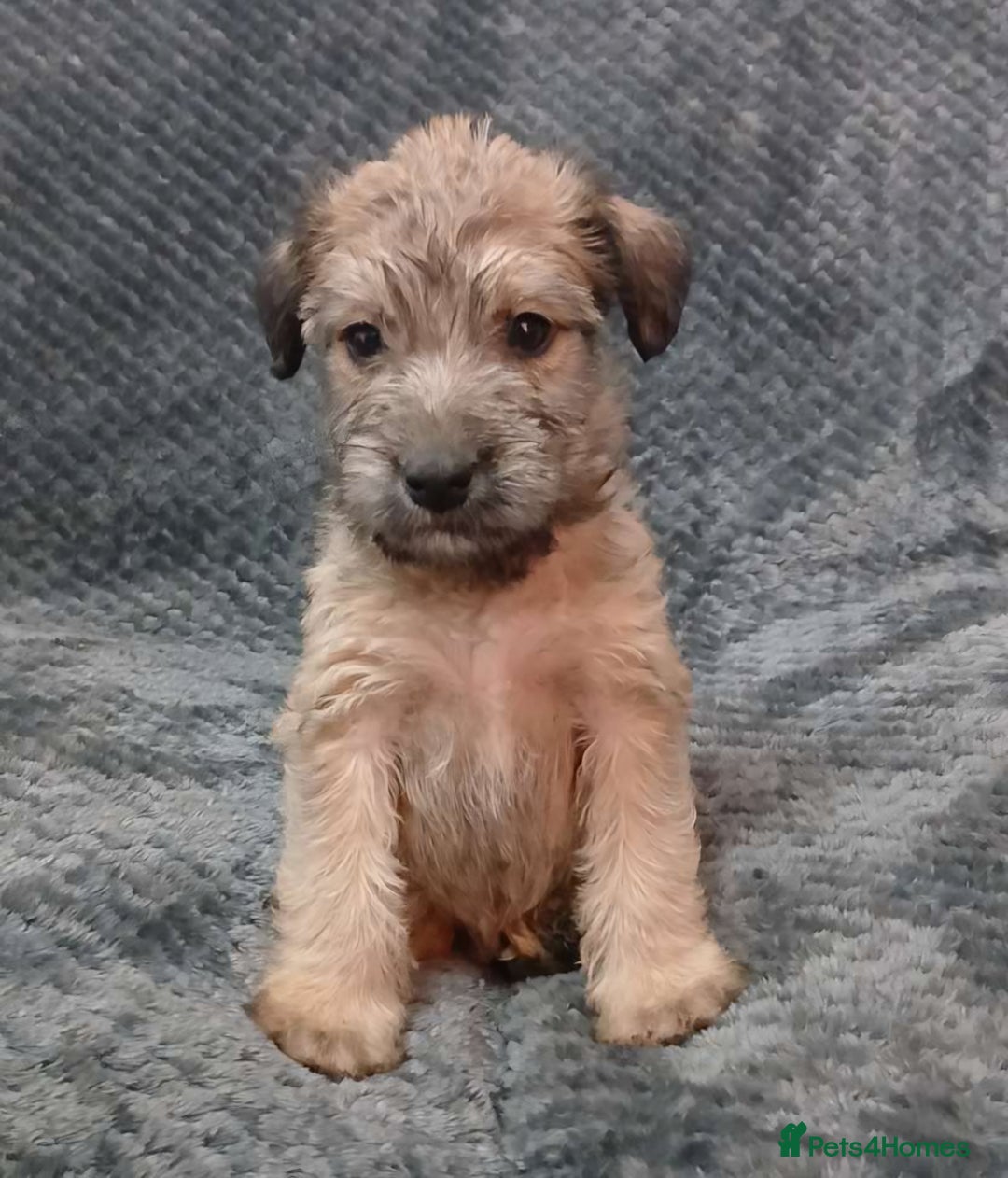 Soft Coated Wheaten Terrier dogs for sale: Beautiful Wheaten Terrier Puppies  - Image 1