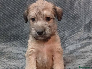 Soft Coated Wheaten Terrier dogs for sale - Advert 1