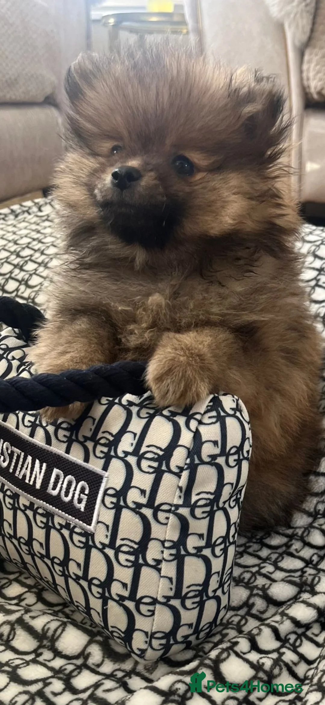 Pomeranian dogs for sale: Pomeranian puppy - Advert 2