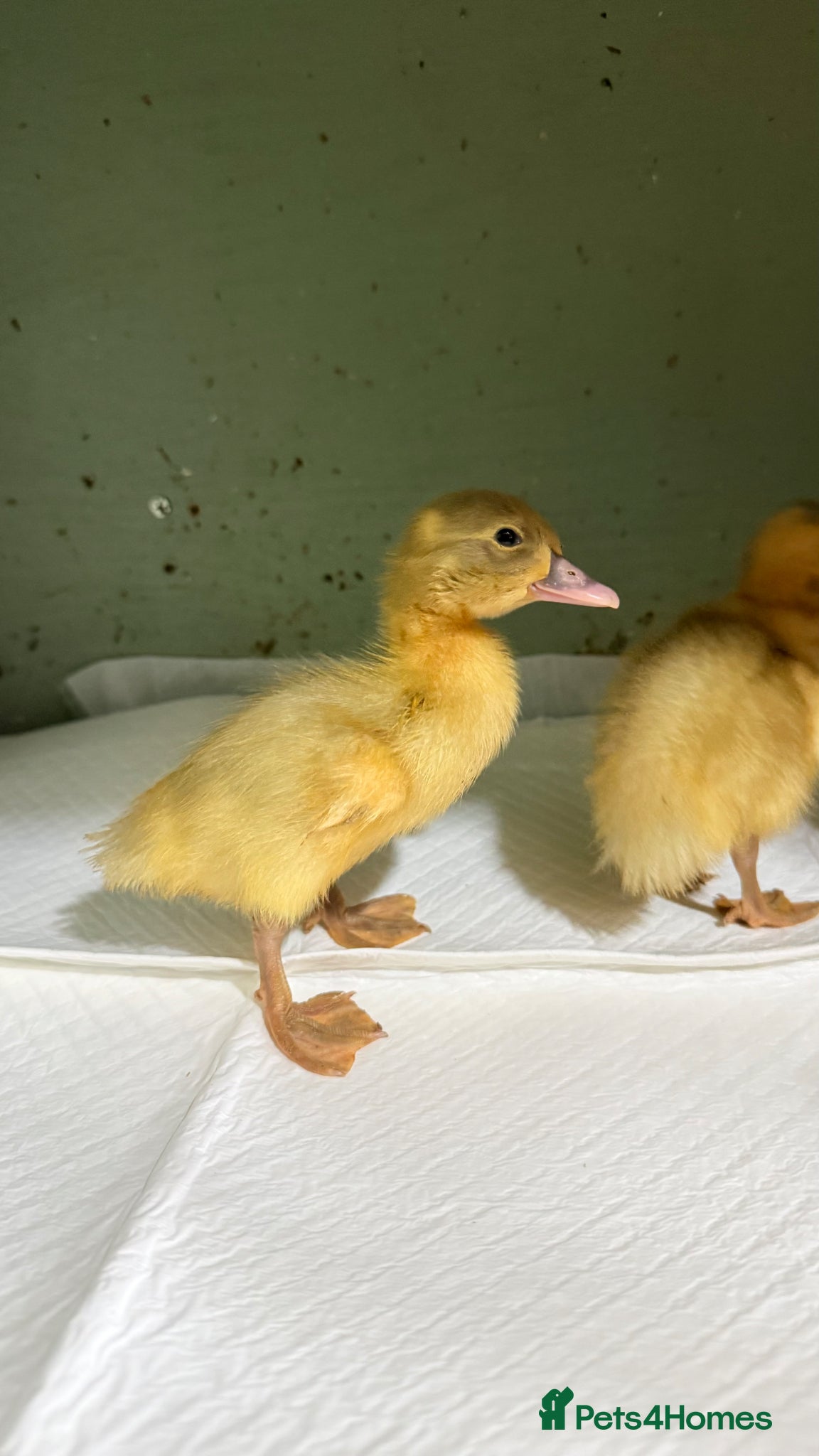 Ducks poultry Runner duck ducklings  - Advert 12