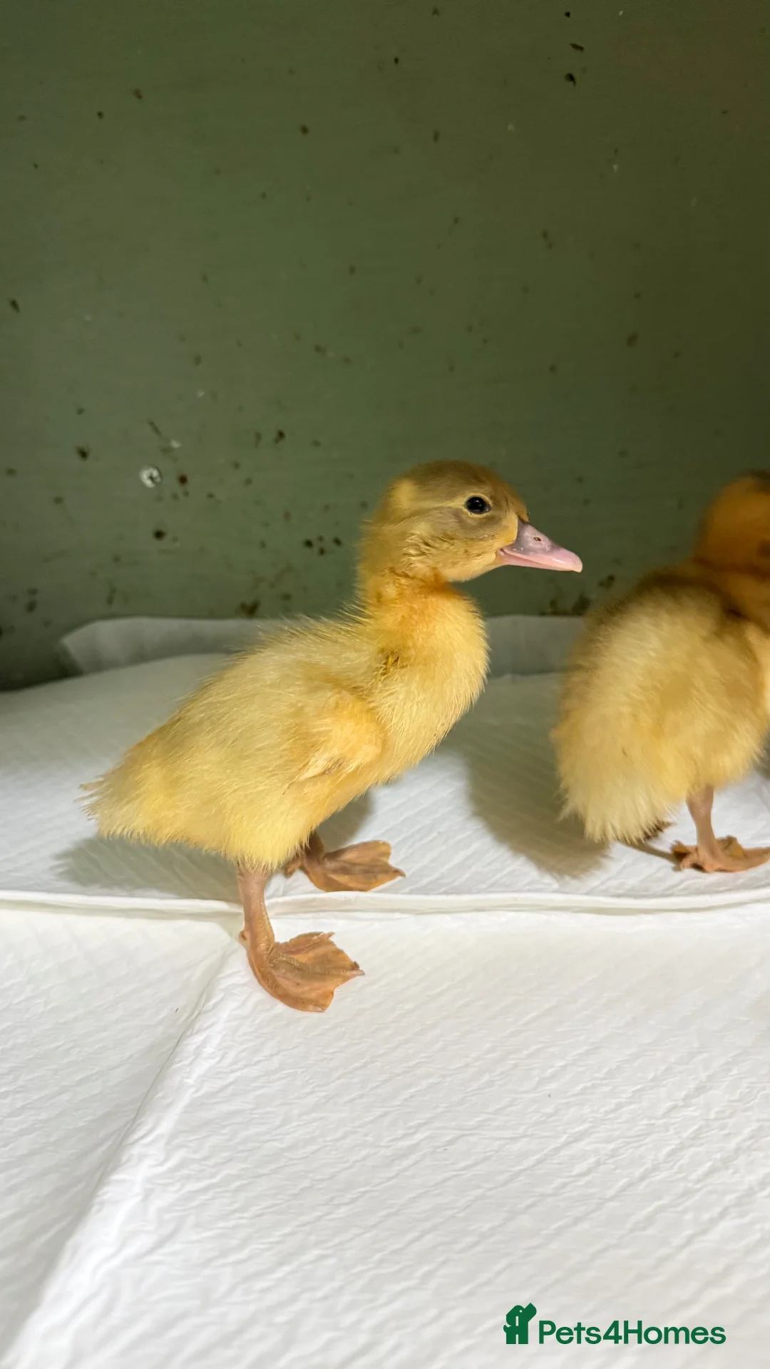 Ducks poultry for sale: Runner duck ducklings  - Advert 1