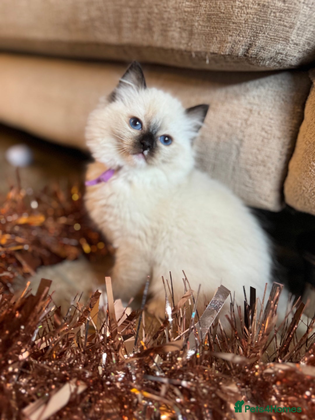 Ragdoll cats for sale: 🏆 gccf ragdoll grand champion kittens 🏆 - Advert 6