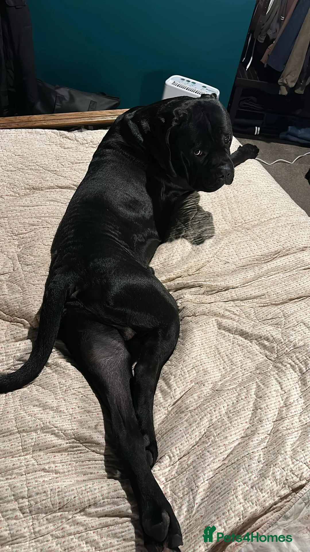 Cane Corso dogs for sale: Arlo - Cane Corso 2 yrs old - Advert 1