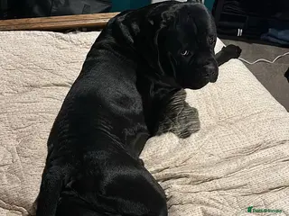 Cane Corso dogs Arlo - Cane Corso 2 yrs old - Advert 20