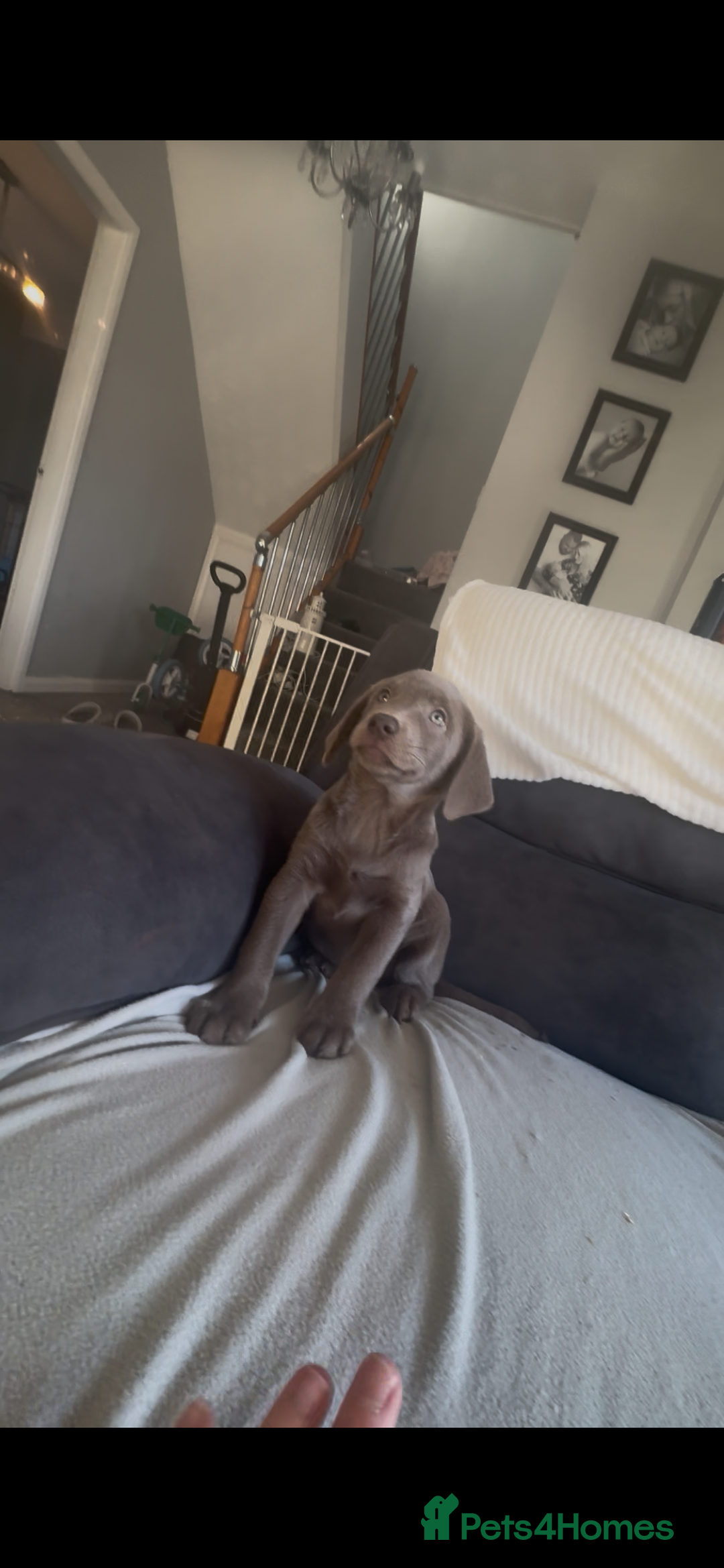 Labrador Retriever dogs for sale: Stunning silver Labradors  - Advert 24