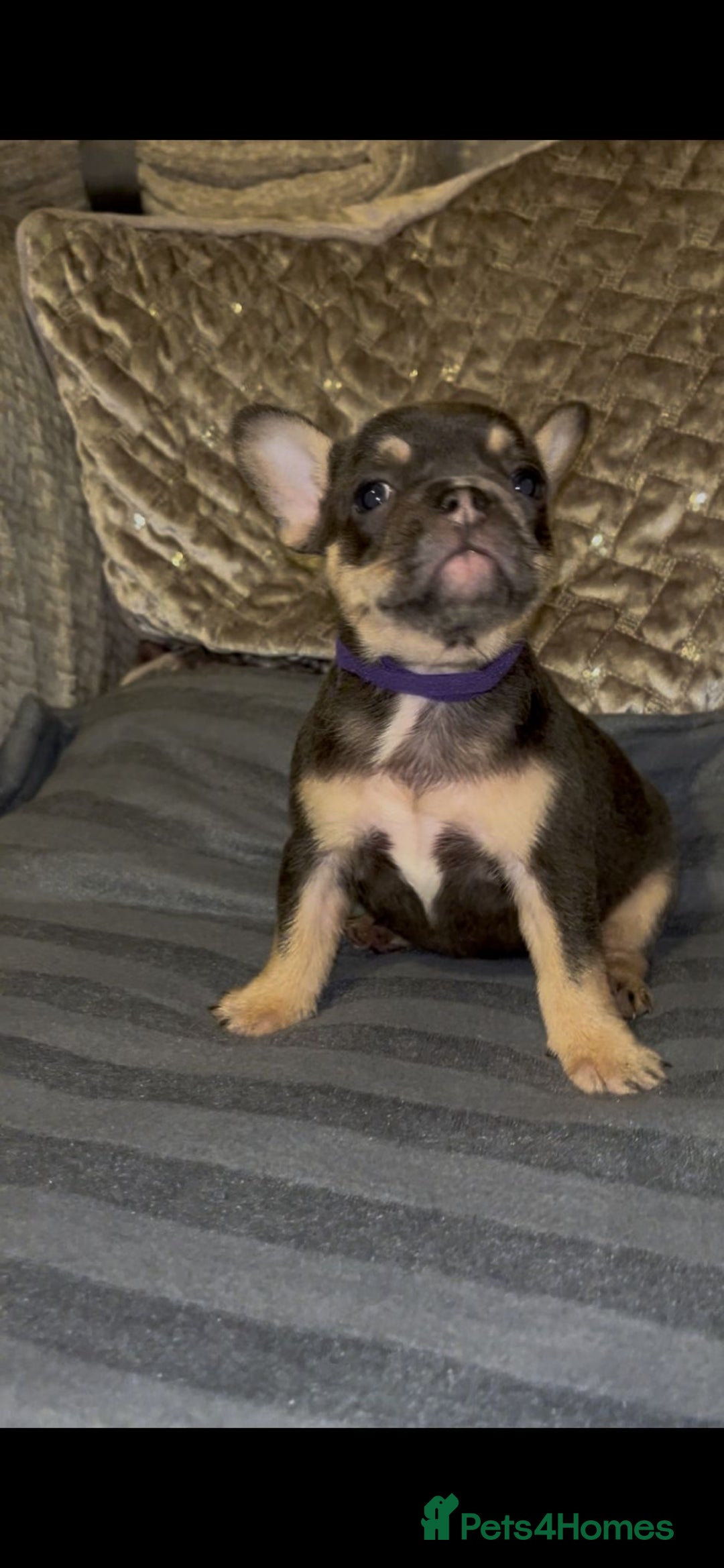 French Bulldog dogs for sale: Puppy frenchies - Advert 8