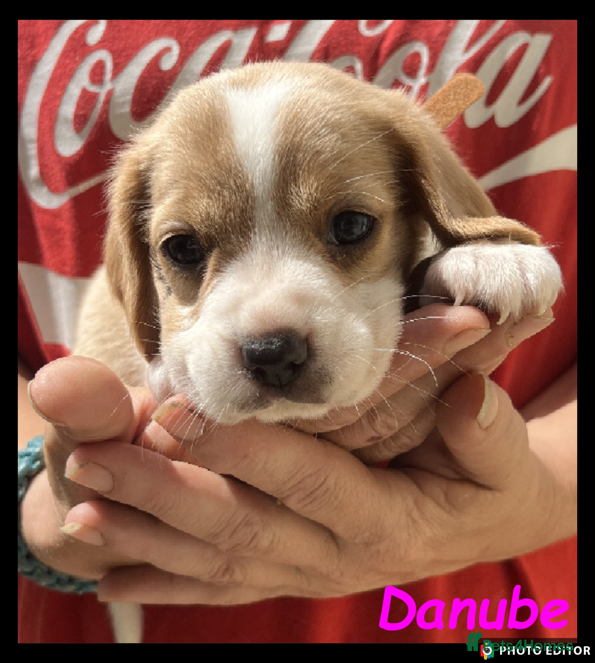 Beaglier dogs Beautiful Beaglier Bundles 🌸 - Advert 2