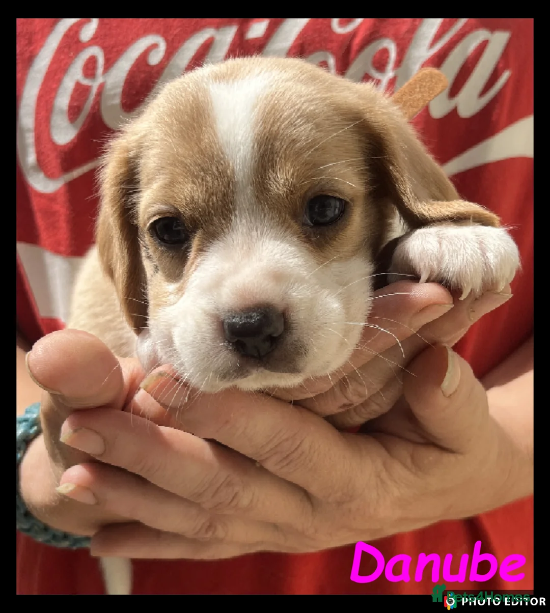 Beaglier dogs for sale: Beautiful Beaglier Bundles 🌸 - Advert 2