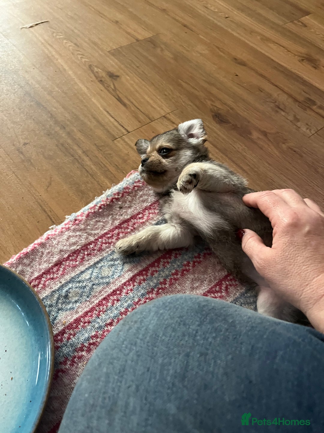 Mixed Breed dogs for sale: Beautiful little boy - Advert 3