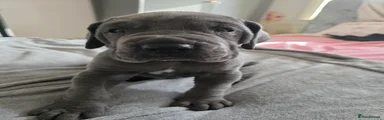 Great Dane 5 black collar 