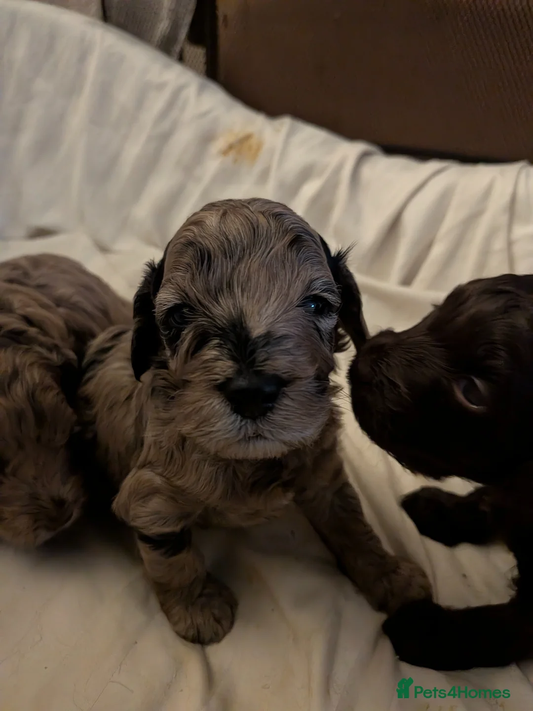 Cockapoo dogs for sale: 3 Beautiful Cockerpoo Puppies - Advert 2
