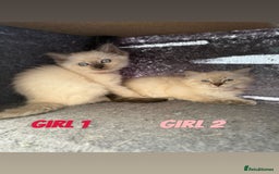 Ragdoll cats for sale: *STUNNING* litter of ragdolls  - Image 3