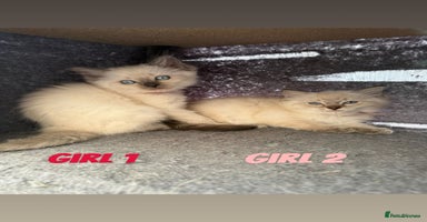 Ragdoll cats - Advert 2