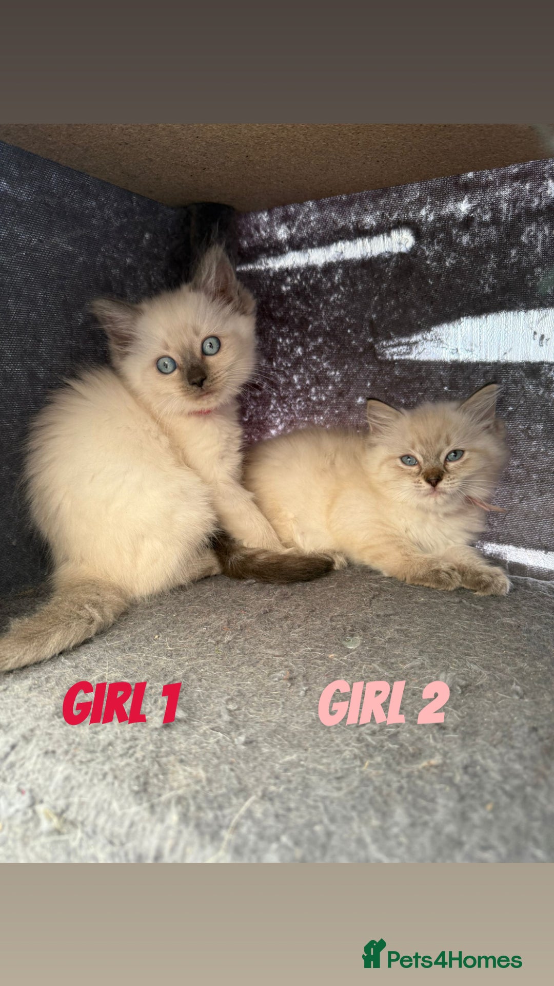 Ragdoll cats for sale: *STUNNING* litter of ragdolls  - Image 3