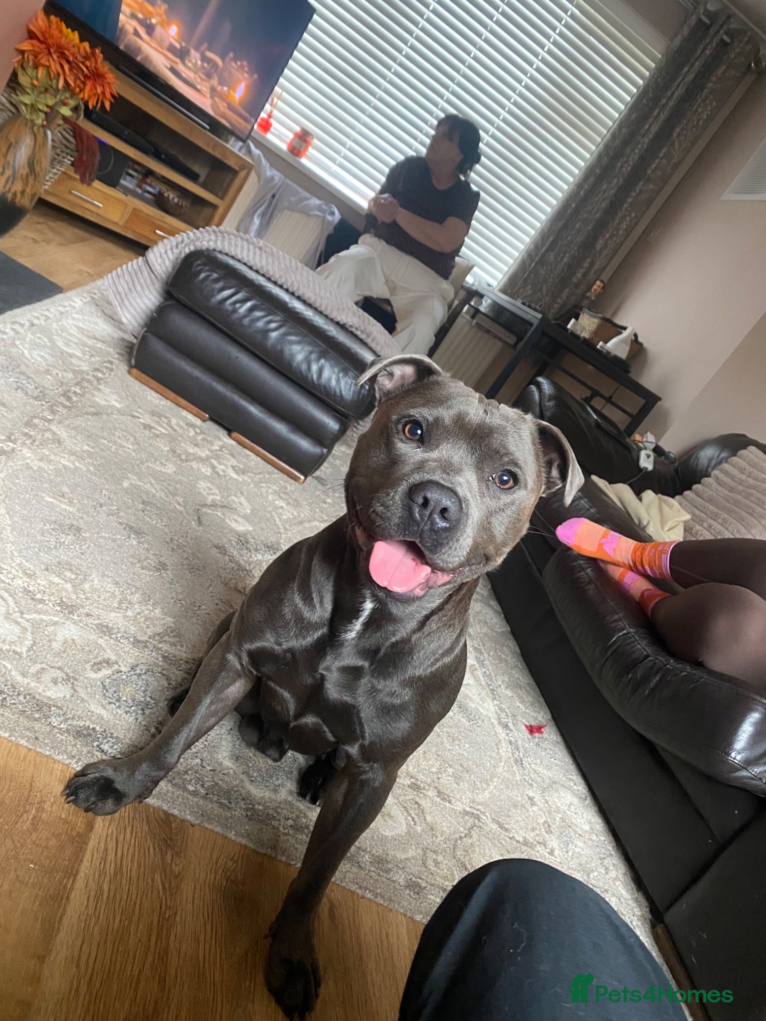 Staffordshire Bull Terrier dogs Frank. - Advert 1