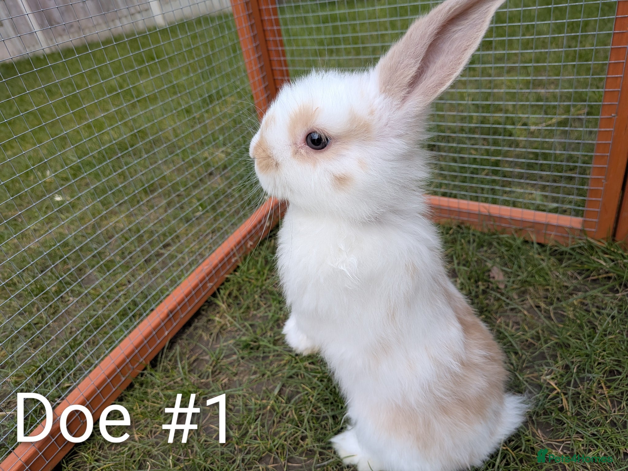 Mixed Breed rabbits Dutch x French Lop babies - Advert 8