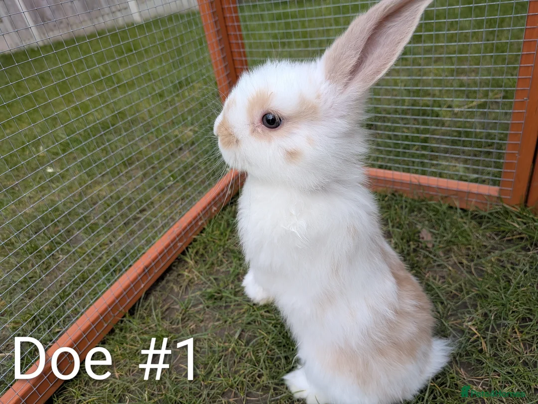 Mixed Breed rabbits for sale: Dutch x French Lop babies - Advert 1