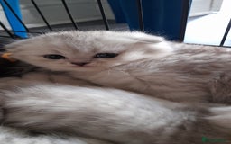 Scottish Fold cats for sale: LAST BOY FOLD. OPEN TO OFFERS.  in Aberdare - Image 17
