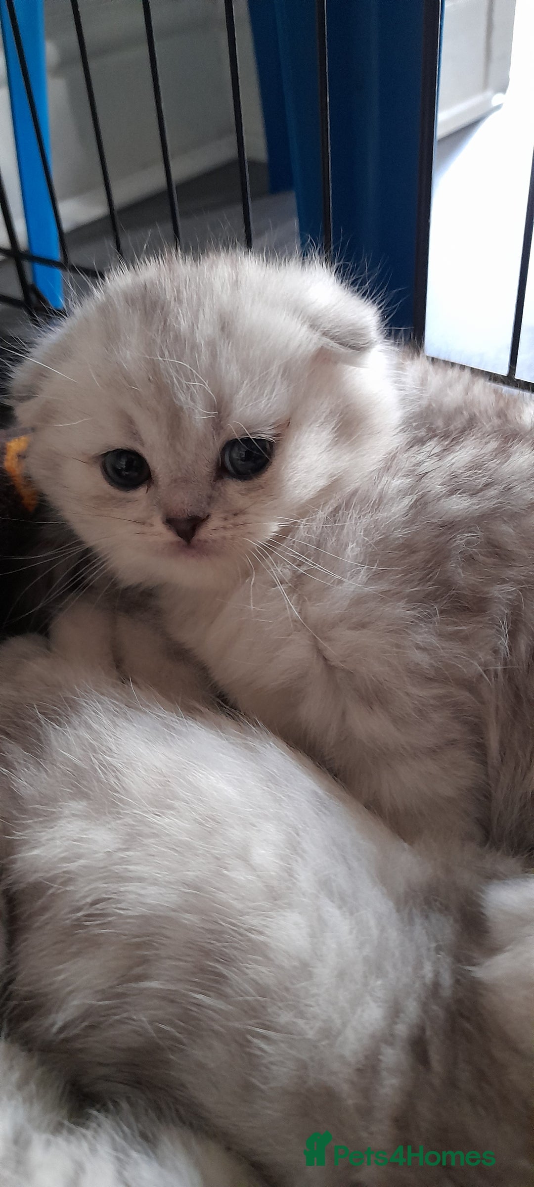 Scottish Fold cats for sale: LAST BOY FOLD. OPEN TO OFFERS.  in Aberdare - Image 17
