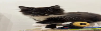 Mixed Breed Kitten 1