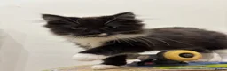 Mixed Breed cats for sale: Beautiful black and white fluffy tuxedo cat - Advert 2
